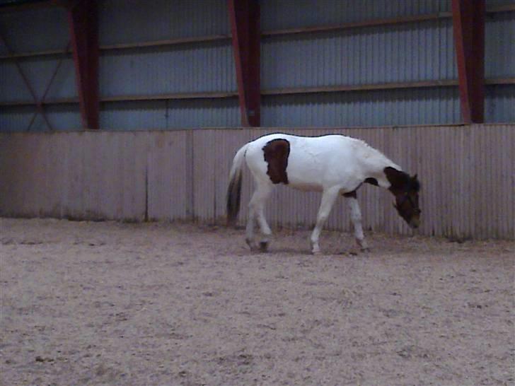 Anden særlig race Obelix billede 17