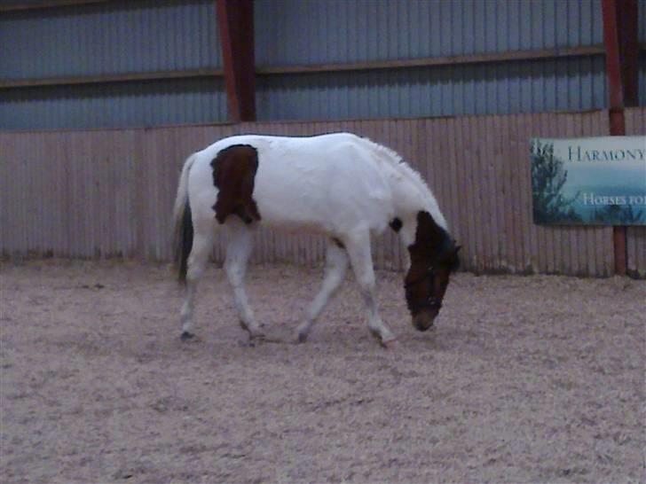 Anden særlig race Obelix billede 18