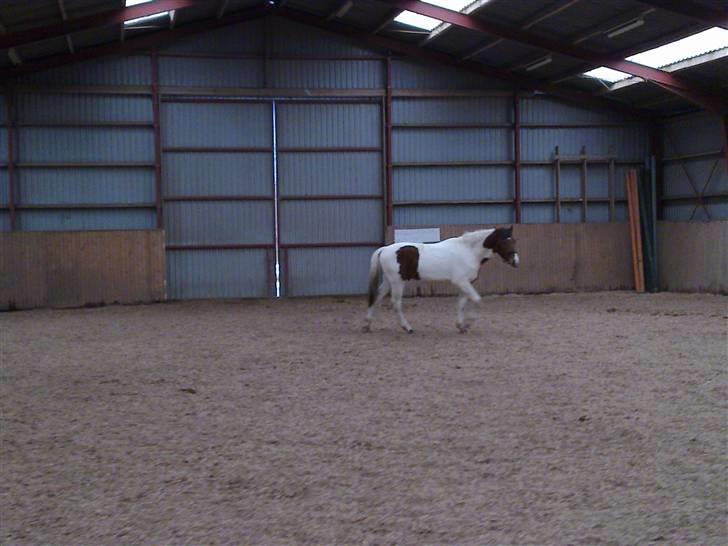 Anden særlig race Obelix billede 19