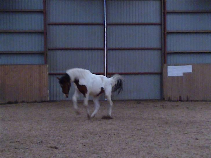 Anden særlig race Obelix billede 20