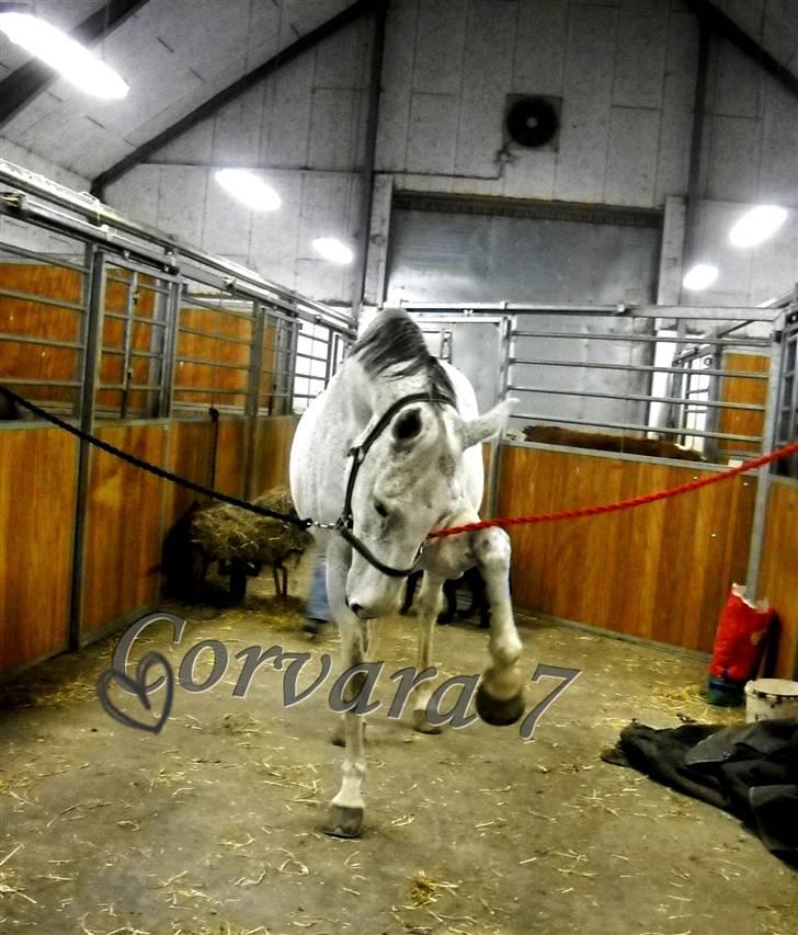 Holstener CORVARA 7  - Liza Jensen ©  billede 10