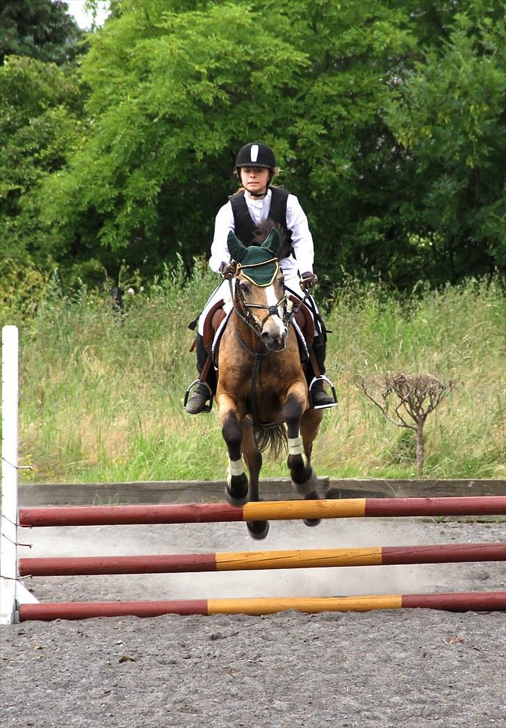 Connemara Robin - Til stævne - 70 cm. Foto: Iben Schlanbusch (Frida´s Mor) billede 13