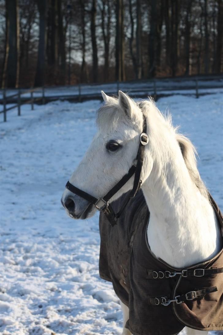 Anden særlig race Willow Lord billede 11