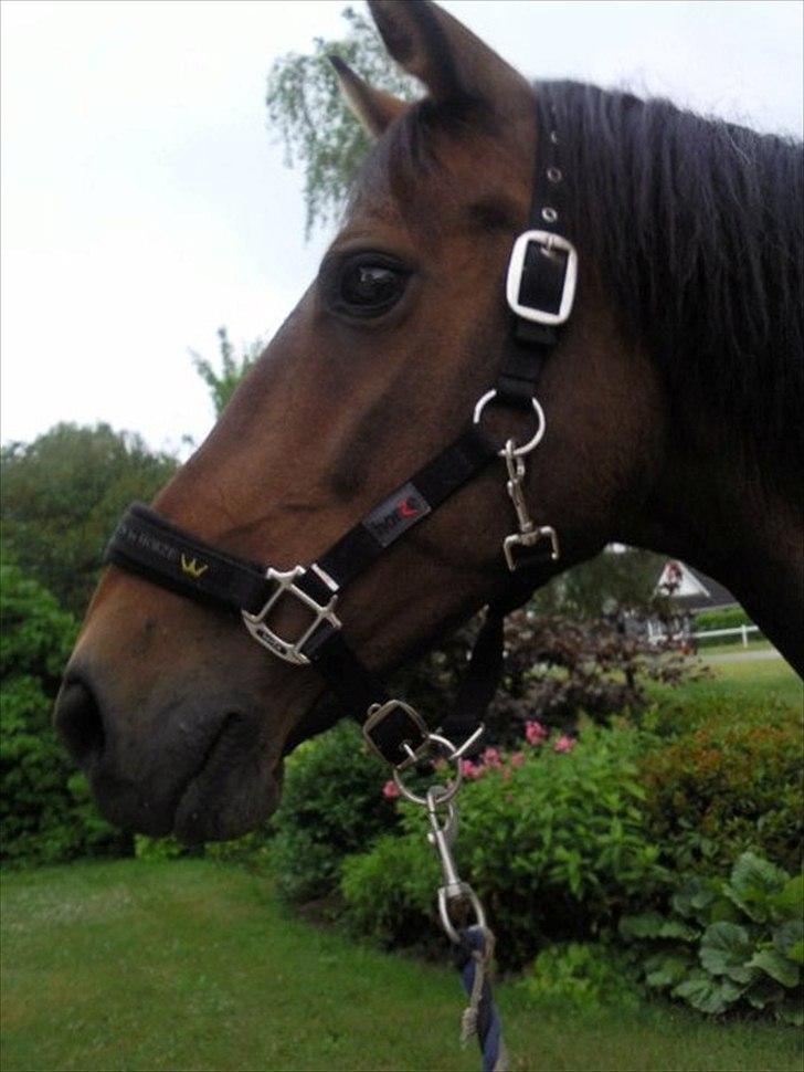 Trakehner Mercedes Lobell *Savnet* - Velkommen til min søde hest´s profil. læg gerne en bedømmelse og en kommentar hos hende:) billede 2