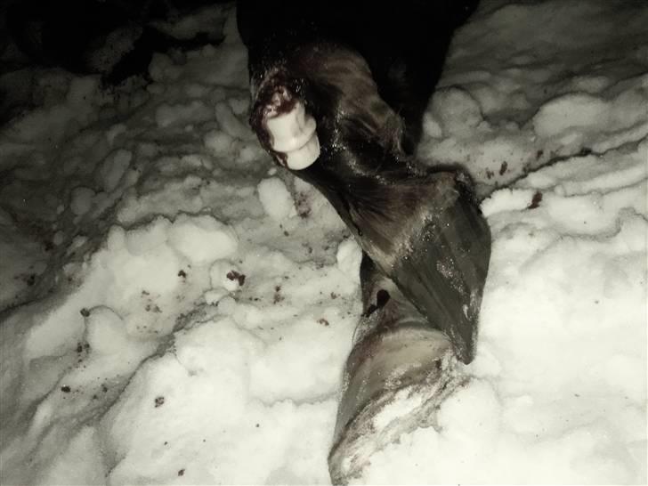 Fuldblod (XX) Jivã *DØD* - du aner ikê hvor forfærdeligt det var at komme nd til ens egen hest - som kigger hjælpeløst på en :( billede 14