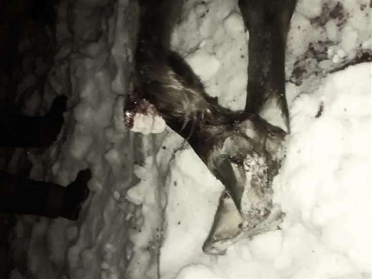 Fuldblod (XX) Jivã *DØD* - hun kiggede på mig, som om jeg var den eneste i verden der kunne redde hende :( billede 15