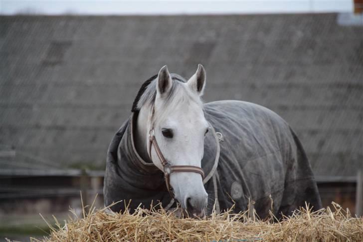 New Forest Firfod Fiol - mmm. elsker halm. billede 8