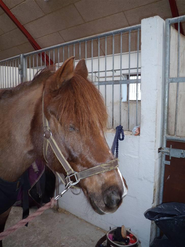 Anden særlig race Picasso - Søde Picasso billede 3