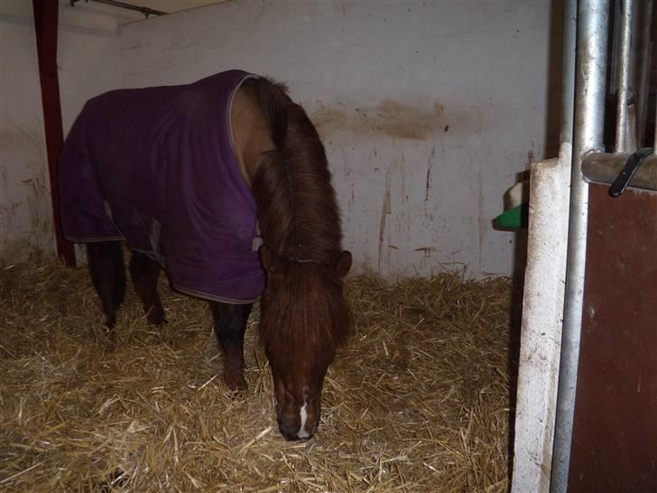 Anden særlig race Picasso - Picassos snuser til sin nye boks billede 8