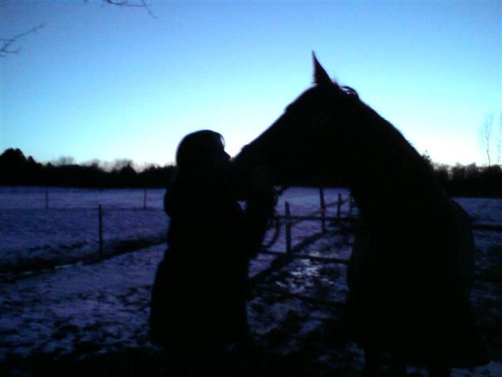 Anden særlig race Chasiopia billede 11