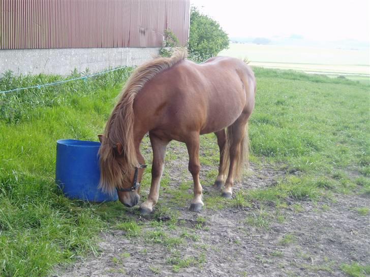 Islænder Lady (død) billede 15