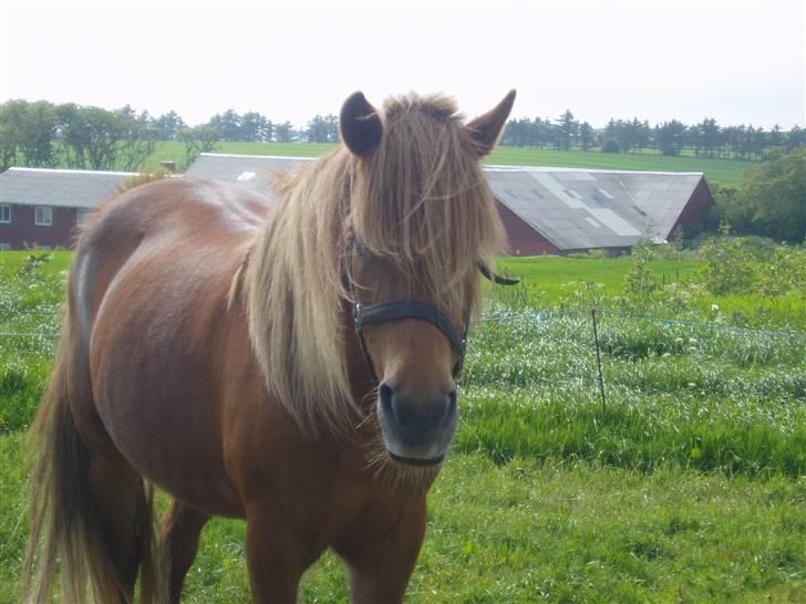 Islænder Lady (død) billede 16