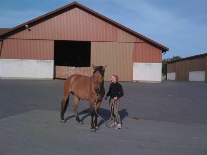 Anden særlig race Tequiro Sunset  :( solgt - tio er og bliver en model hest ;) billede 16