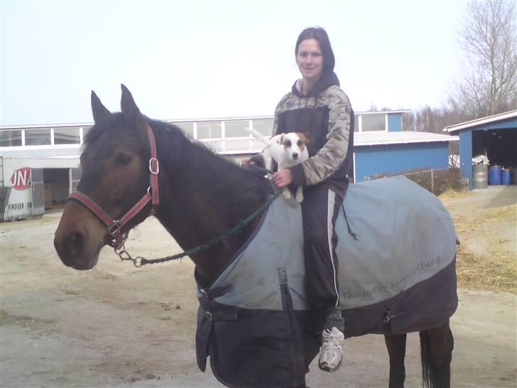 Welsh Partbred (Sec F) Luka billede 18