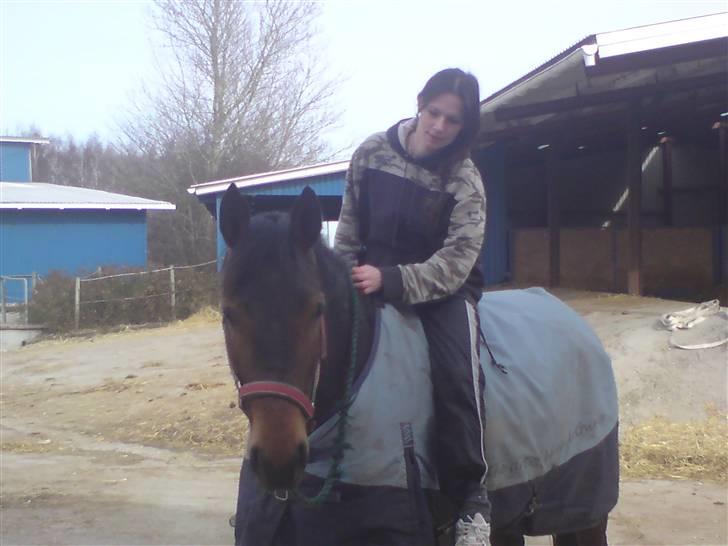 Welsh Partbred (Sec F) Luka billede 19