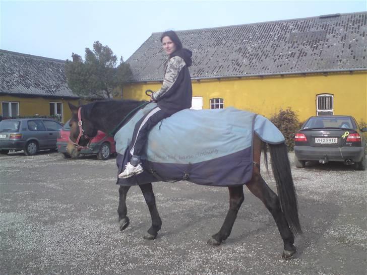 Welsh Partbred (Sec F) Luka billede 20