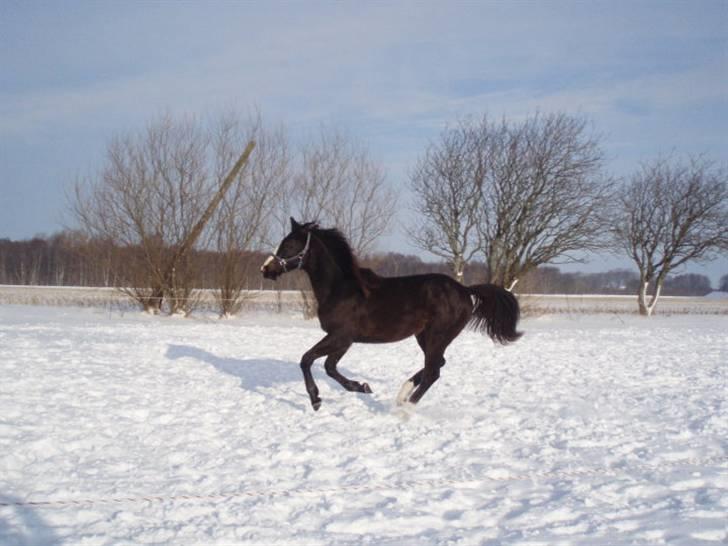 Pinto Scheel´s Samurai - Vinter 2009/2010. billede 12