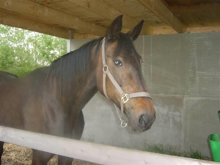 Traver greedyness - Gredynes hygger;) billede 6