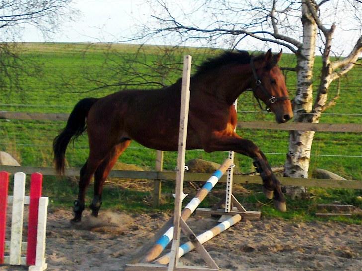 Tysk Varmblod Champion's Caspar - 25 april 2010 billede 16