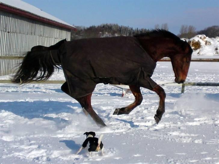 Tysk Varmblod Champion's Caspar - Februar 2010 billede 18
