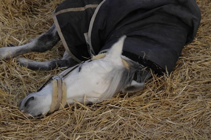 New Forest Firfod Fiol - uhh.. hvor dejligt billede 9