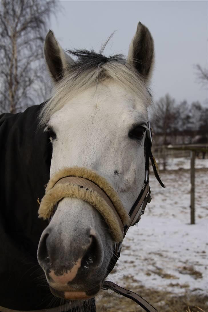 New Forest Firfod Fiol - er der nogen billede 10