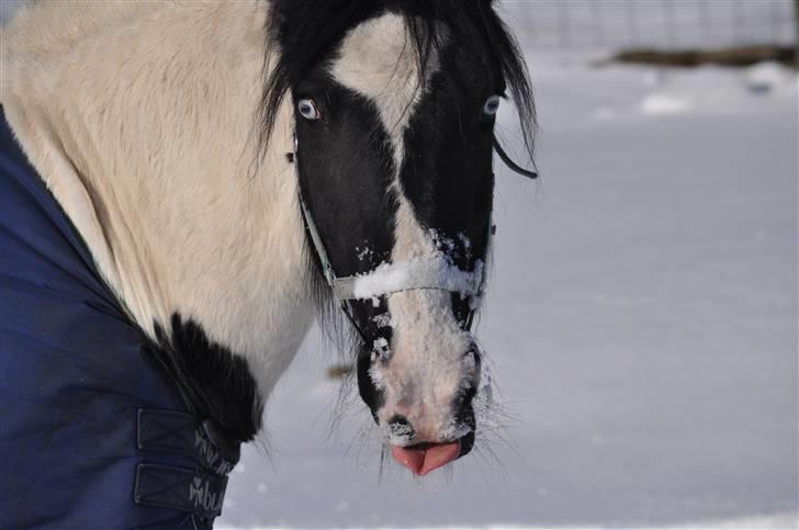Irish Cob Blue Eyes [Himmelhest] billede 1