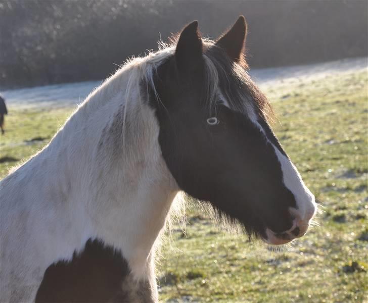 Irish Cob Blue Eyes [Himmelhest] billede 2