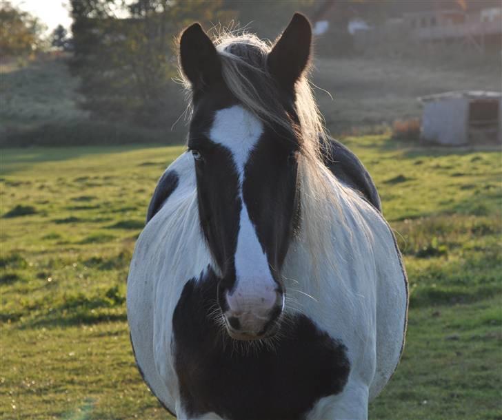 Irish Cob Blue Eyes [Himmelhest] billede 3