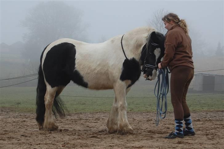 Irish Cob Blue Eyes [Himmelhest] billede 4