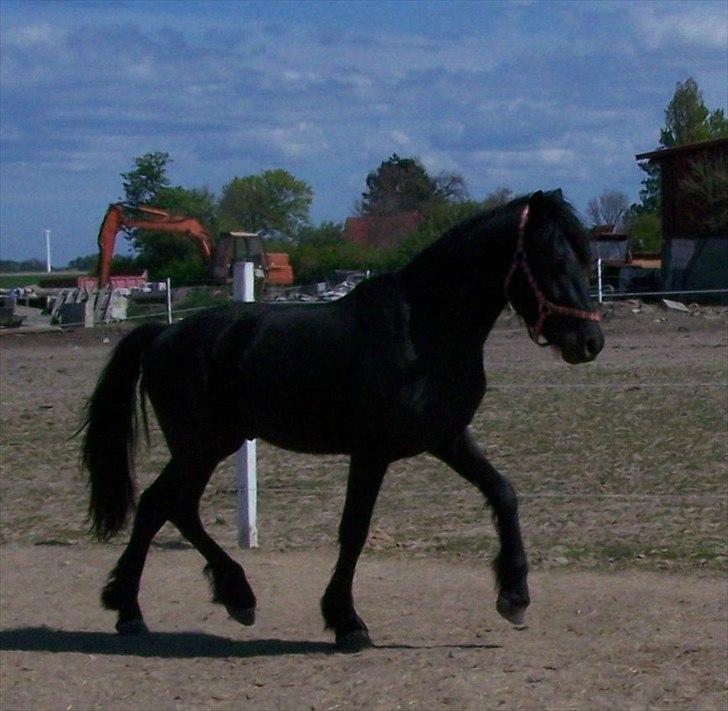 Frieser Orlando - 1-5-11 billede 14