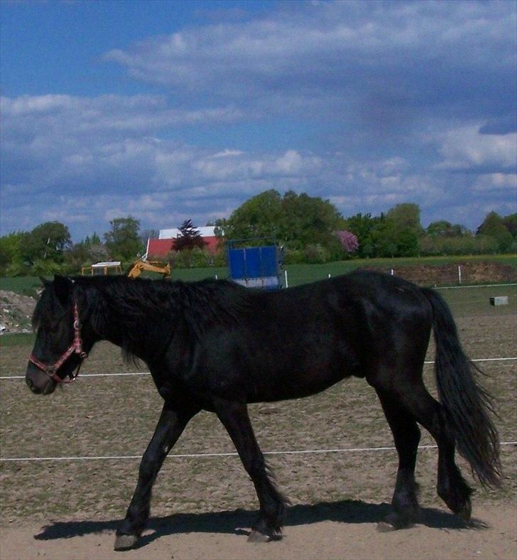 Frieser Orlando - 1-5-11 billede 15