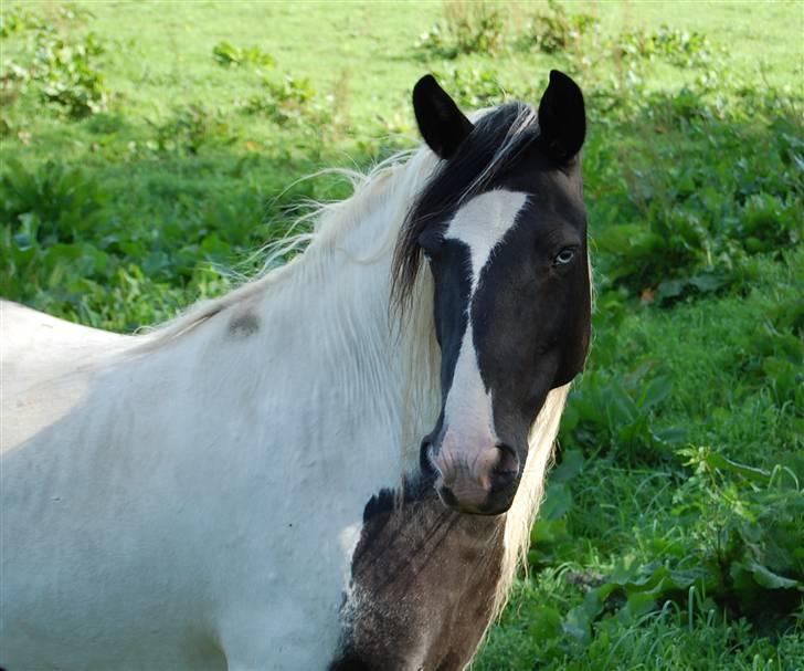 Irish Cob Blue Eyes [Himmelhest] billede 5