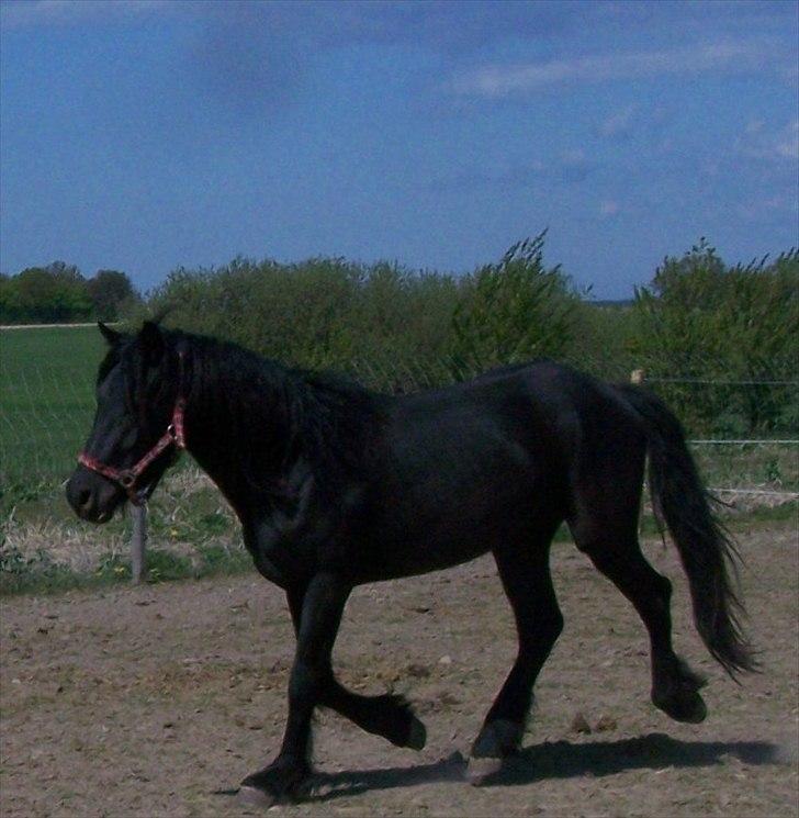 Frieser Orlando - 1-5-11 billede 16