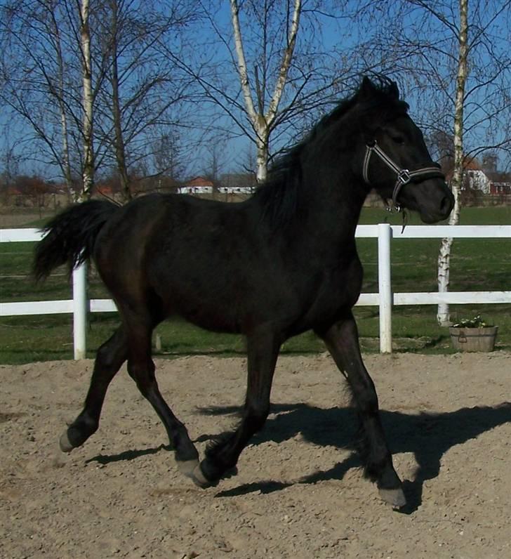 Frieser Orlando - 15-4-10 billede 17