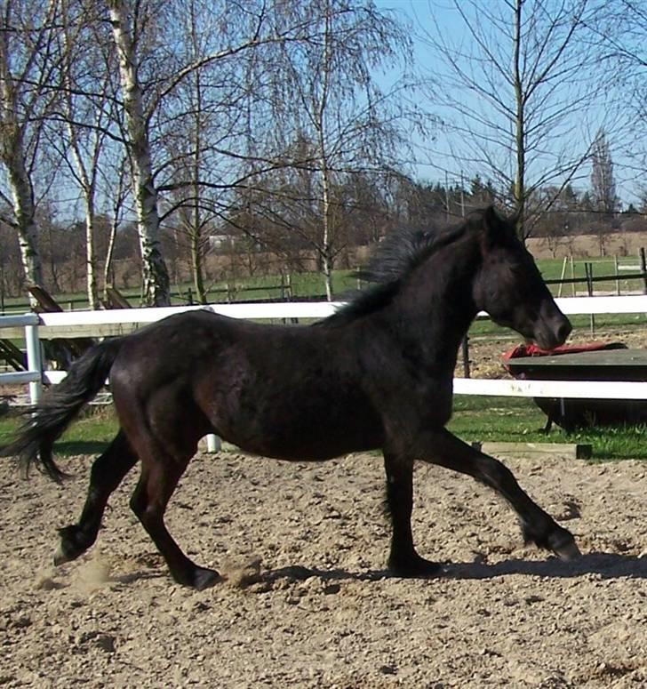 Frieser Orlando - 15-4-10 billede 18