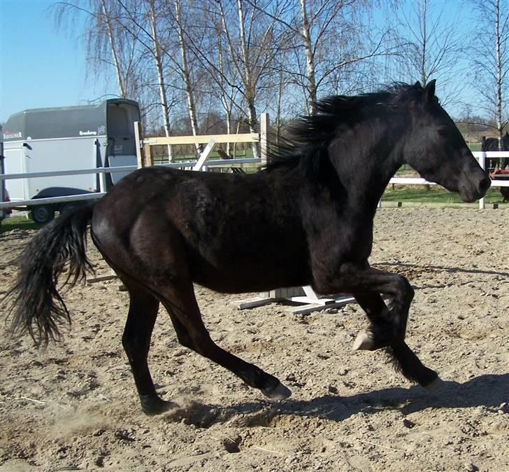 Frieser Orlando - 15-4-10 billede 13