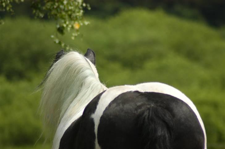 Irish Cob Blue Eyes [Himmelhest] billede 6