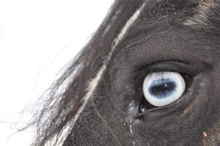 Irish Cob Blue Eyes [Himmelhest] billede 7