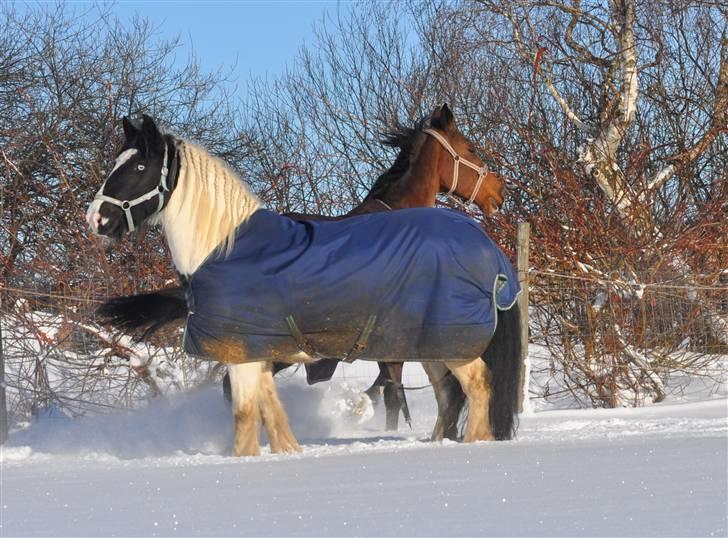 Irish Cob Blue Eyes [Himmelhest] billede 8