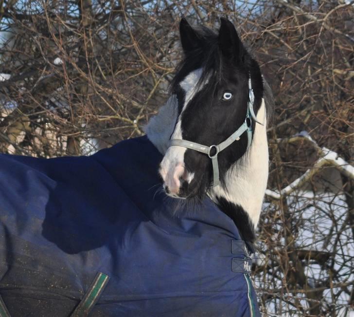 Irish Cob Blue Eyes [Himmelhest] billede 9