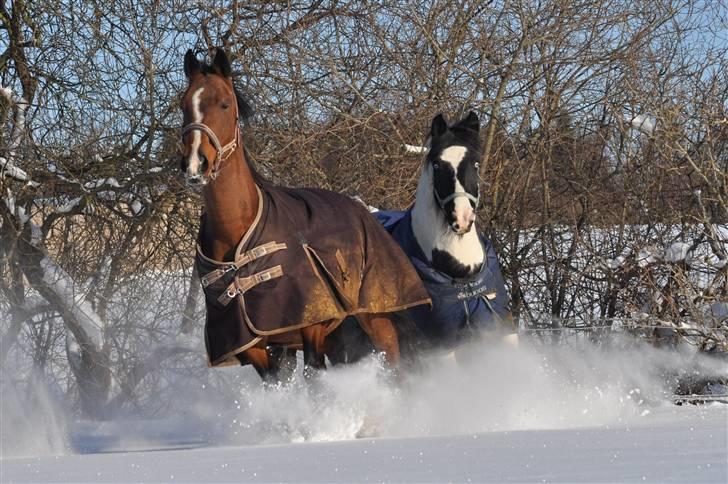 Irish Cob Blue Eyes [Himmelhest] billede 10