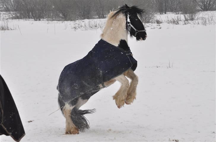 Irish Cob Blue Eyes [Himmelhest] billede 11