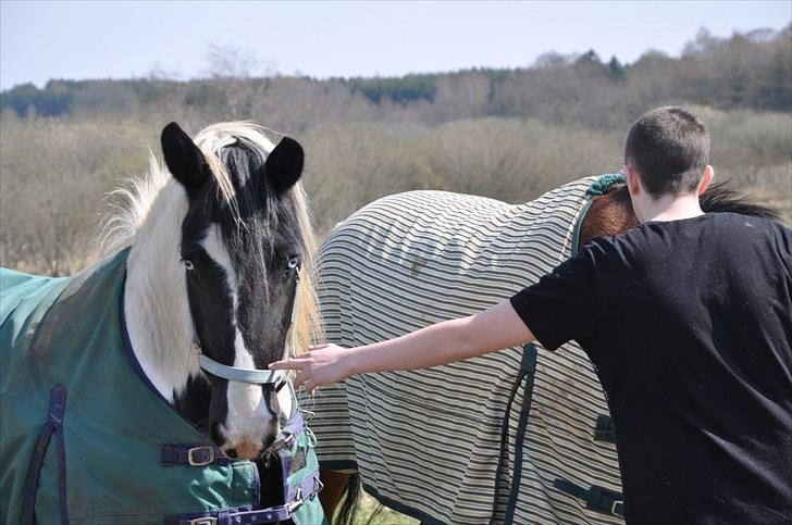 Irish Cob Blue Eyes [Himmelhest] billede 12