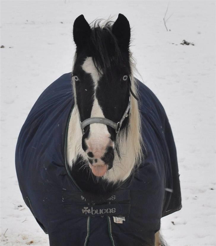 Irish Cob Blue Eyes [Himmelhest] billede 13