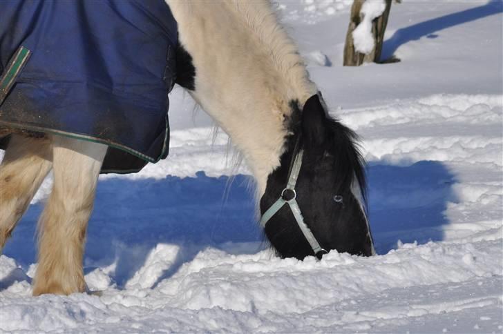 Irish Cob Blue Eyes [Himmelhest] billede 14