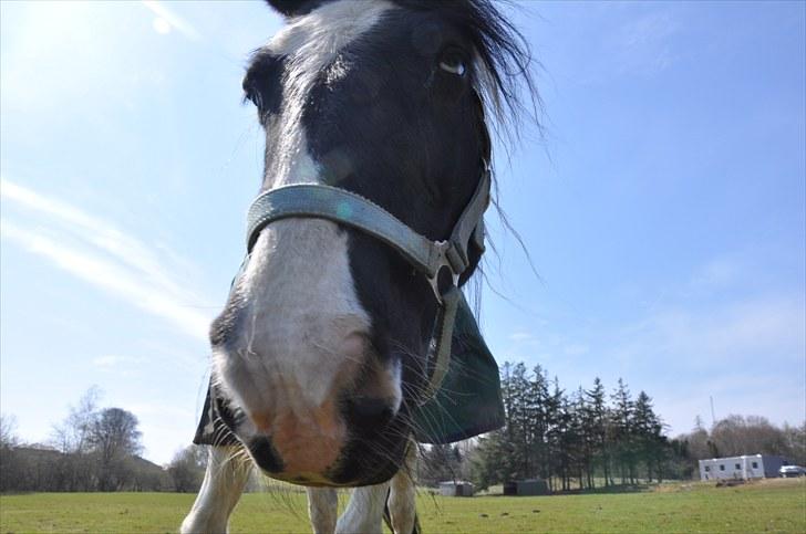 Irish Cob Blue Eyes [Himmelhest] billede 15