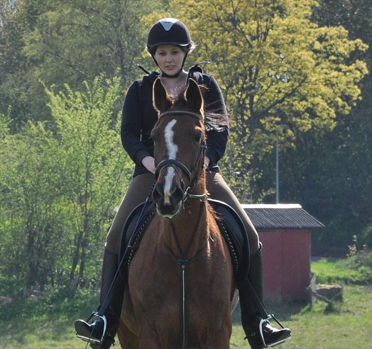 Mecklenburger Mercy 19 [Himmelhest] - Velkommen til Mercy´s Profil :) Maj 2010 Foto: Chris billede 1