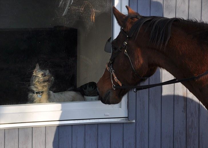 Mecklenburger Mercy 19 [Himmelhest] - Hilser på Santi gennem vinduet ;) 12 Maj 2010 Foto: Chris billede 3