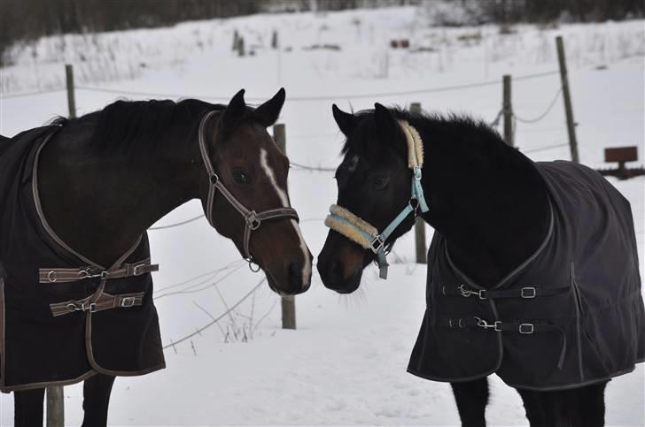 Mecklenburger Mercy 19 [Himmelhest] - Minna og Mercy :) Februar  2010. Foto : Mig billede 4